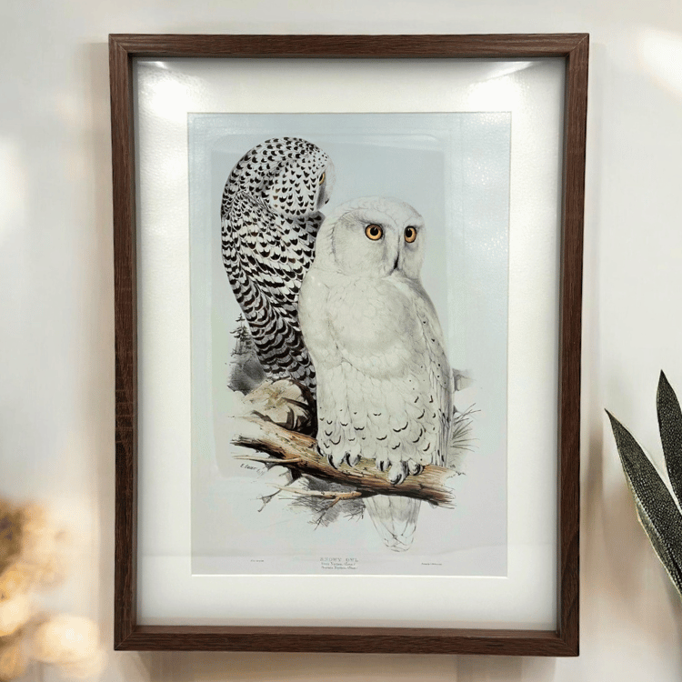 Eulen Wandbild - Fridolin & Halvar