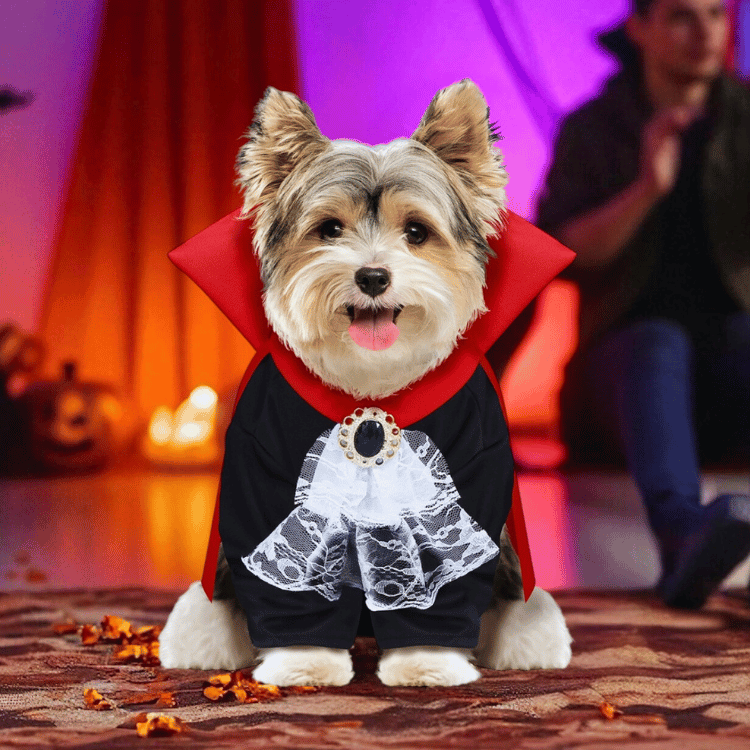 Halloween Hundekostüm Vampir – Spooky Dracula Outfit für Hunde - S